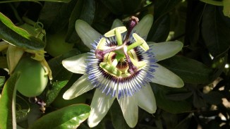 Beauty and the Glory of God reflected in natural Chile